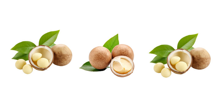 Macadamia Isolated On White Background