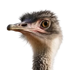 Foto auf Acrylglas Face of a ostrich - Isolated, no background © Jürgen Fälchle