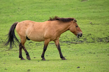 Obraz premium Przewalski's horse in a clearing 
