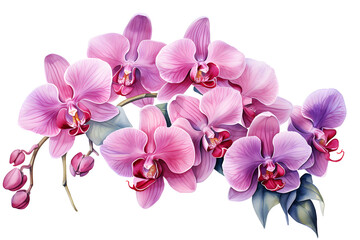 Fototapeta na wymiar a branch of orchid flowers, hand-painted style, isolated background, transparent