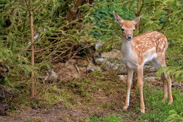 Young fallow deer in the forest
