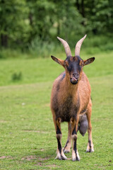 Goat on the meadow