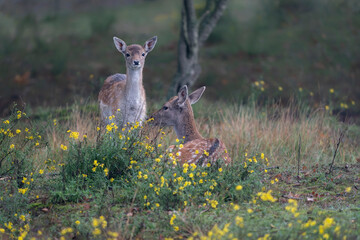 Two Fallow deer (Dama dama) in rutting season in  the forest of Amsterdamse Waterleidingduinen in the Netherlands. Green background.               