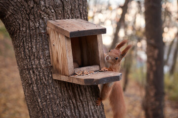 Explore the enchanting moment of nature captured in this heartwarming photograph. Witness an adorable squirrel indulging in its natural habitat, feasting on nuts from a cozy bird feeder.