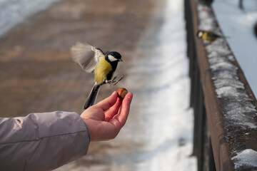 Yellow tit picks food from the human hand.