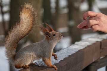 Fluffy little red squirrel reaches for food in the human hand