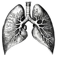 Pencil drawings reveal the complex structure of the Human Lung or Respirator System. Generative AI