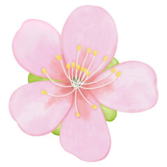 pink flower isolated on white or cherry blossom sakura