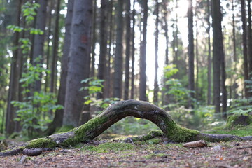 Tree root across the path in the forest, stray root