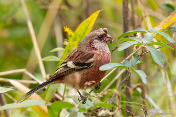 ダニに寄生された痛々しい姿のベニマシコの雄