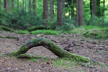 Tree root across the path in the forest, stray root