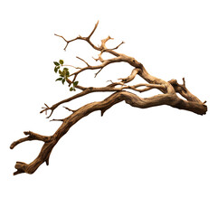 bare tree branch isolated. Tree branch without leaves. Brown dry twig isolated on transparent