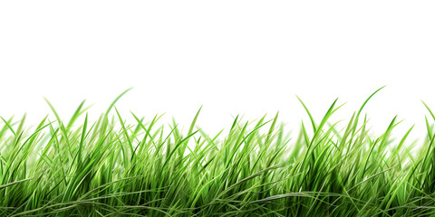 Front view grass isolated on white background