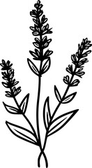 Lavender - Black and White Isolated Icon - Vector illustration