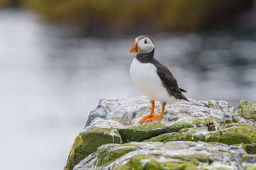 An Atlantic Puffin (Fratercula arctica) stands on a rock in the North Sea off the Northumbrian Coast, UK. Horizontal format with copyspace copy space.
