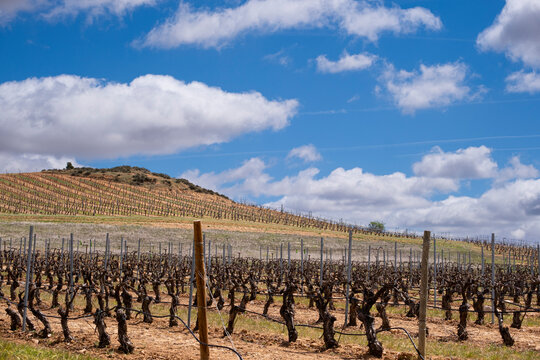 Landscape with vineyards in spring in the designation of origin area of Ribera del Duero wines in Spain