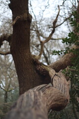 Fototapeta premium tree in the forest