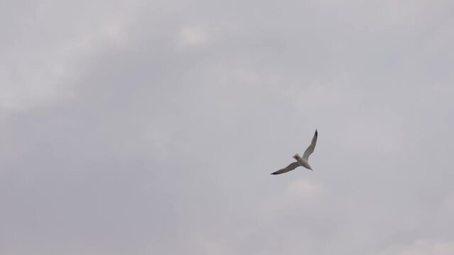 Slow motion of seagull flying in sky during sunset