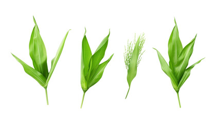 green corn plant isolated on transparent background cutout