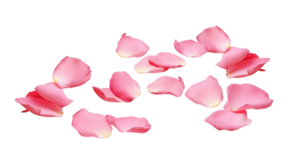 pink rose petals isolated on transparent background cutout