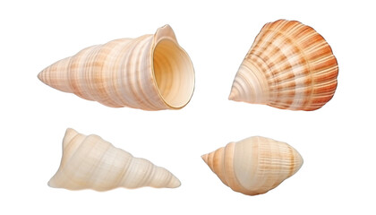 Fototapeta premium seashells isolated on transparent background cutout