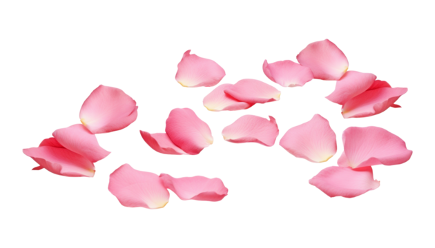 pink rose petals isolated on transparent background cutout