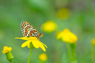 Close up of butterfly Melitaea didyma on flower with green background
