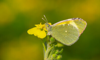 yellow butterfly on yellow flower, Euchloe penia