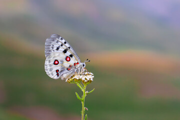 Female Apollo Butterfly, Parnassius apollo