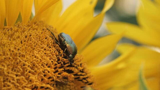 A harmful may beetle sits on a sunflower in an agricultural field. Macro shooting