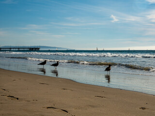 Beautiful and Peaceful Ocean Beach Landscape, Venice Beach, California 06