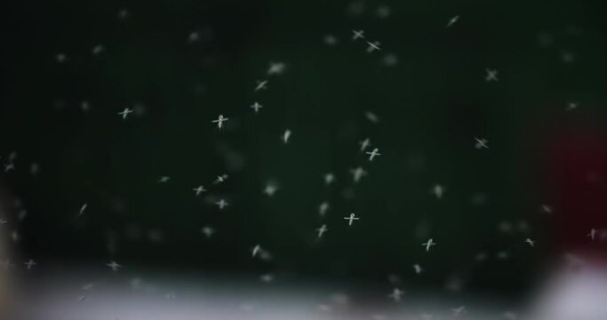 Fly insects mosquito swarm in the forest, slow motion