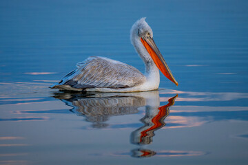 Pelican swims over calm water with reflection