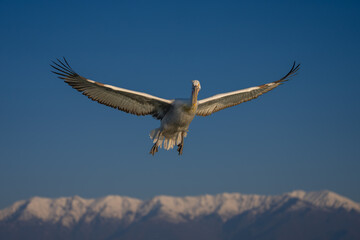 Pelican spreads wings over mountains in sky