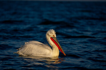 Pelican swims through calm lake in sun