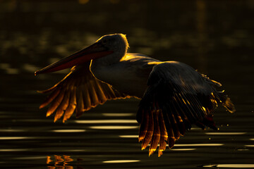 Pelican taking off from lake with backlighting