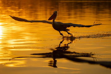 Pelican taking off from lake in silhouette