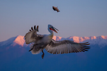 Pelican tries to catch fish near mountains
