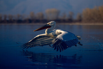 Pelican taking off from water in sunshine