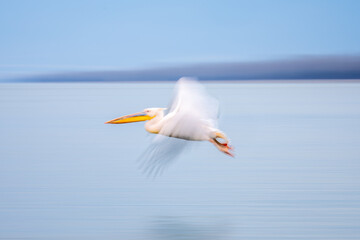 Slow pan of great white pelican flying