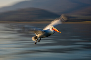 Fototapeta na wymiar Slow pan of Dalmatian pelican passing lakeside