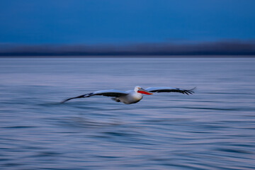 Slow pan of pelican above blurred lake