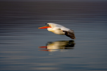 Slow pan of pelican above smooth lake