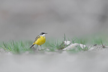 Fine art portrait of yellow wagtail (Motacilla flava)