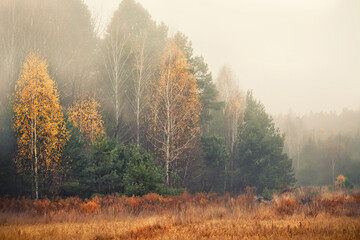 Golden misty November morning. Red dry grass and forest in fog. Autumn yellow-green forest in the fog.
