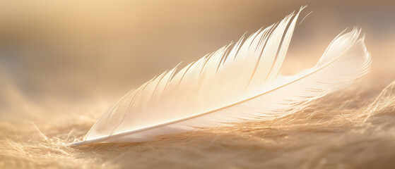 A closeup view of a delicate feather, creating a light and airy atmosphere.