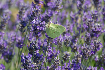 Common brimstone butterfly (Gonepteryx rhamni) sitting on lavender in Zurich, Switzerland