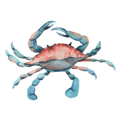 Blue crab top view in turquoise and coral color. Hand drawn watercolor illustration. Sea animals, underwater world, seafood. Isolated object on a white background for decoration and design.