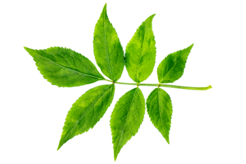 a single green leaf of ash