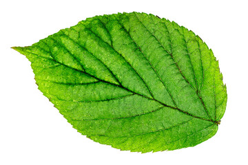 a single green leaf of elm